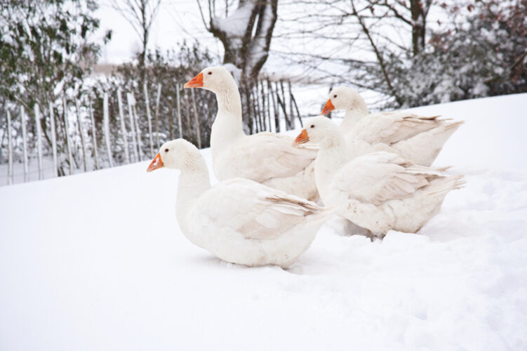 Goose Cold Planning Key for Cold Weather Livestock - Grit